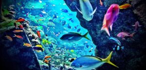 Aquarium dubai mall