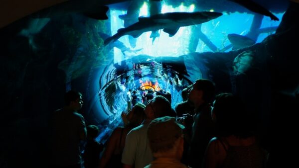 aquarium underwater